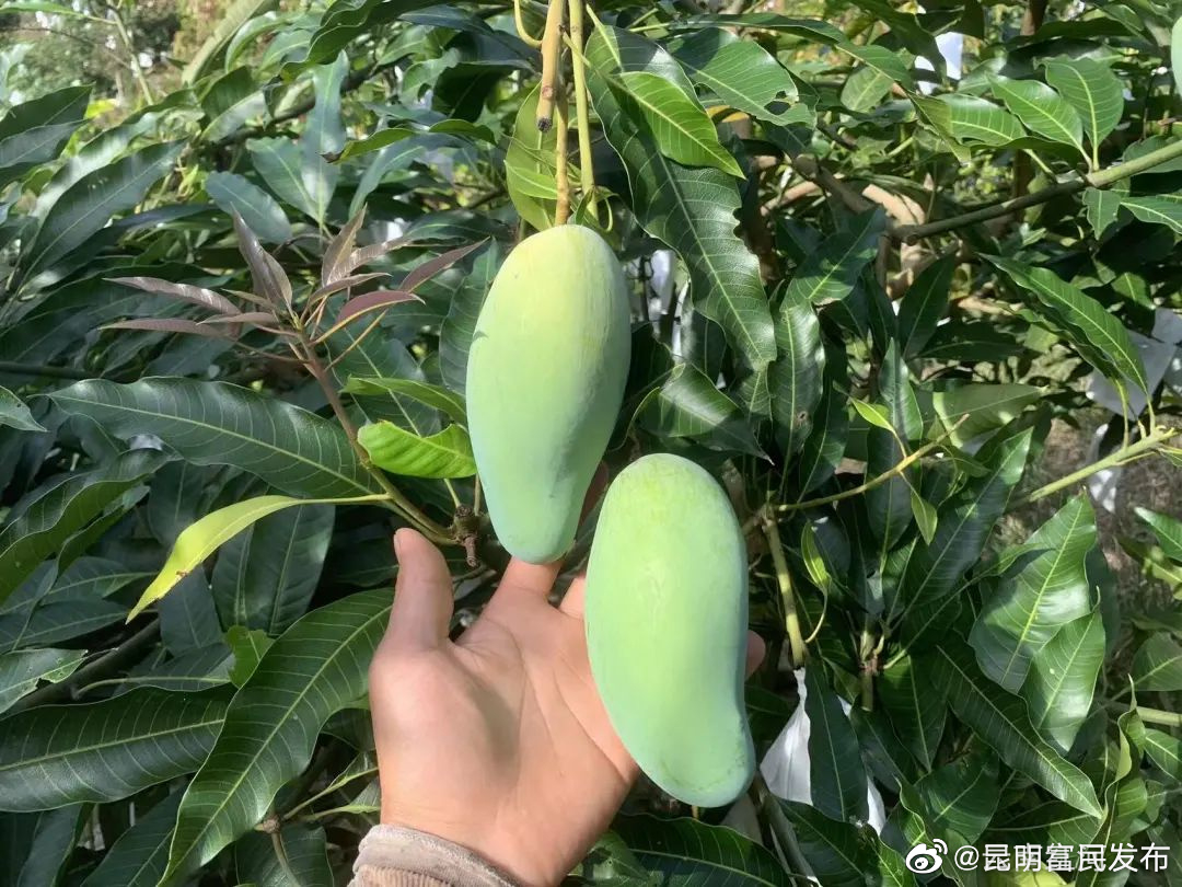 “昆明富民发布”微博