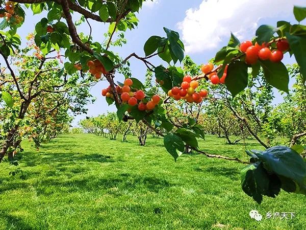 昆明市农业农村局