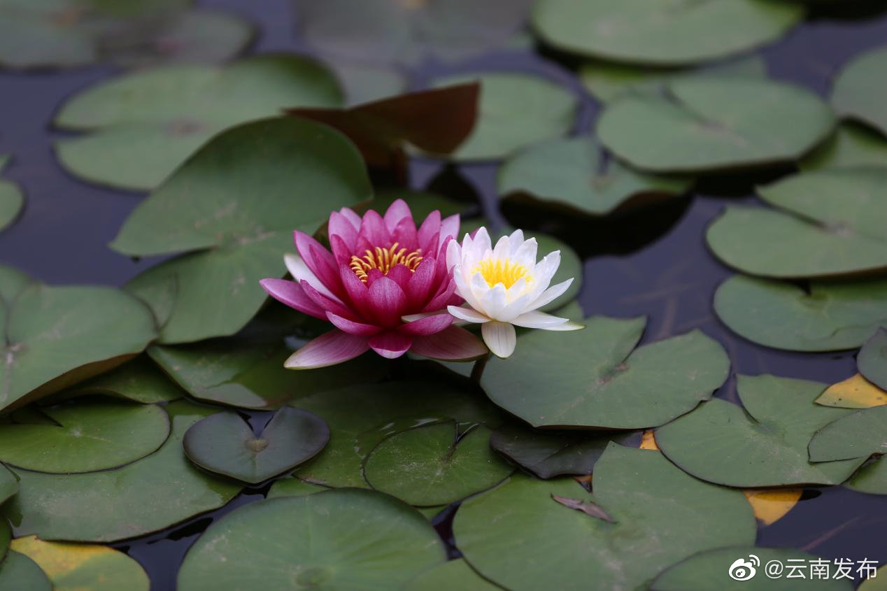 “云南发布”微博