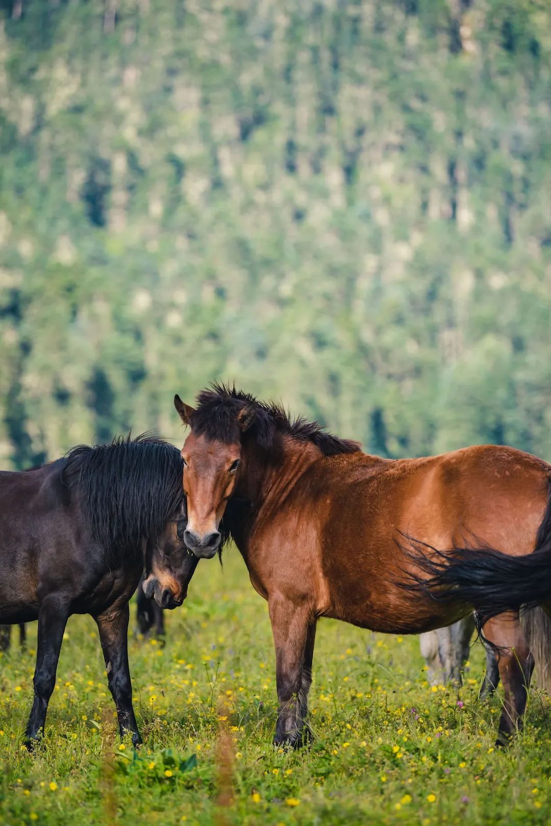 一部手机游云南