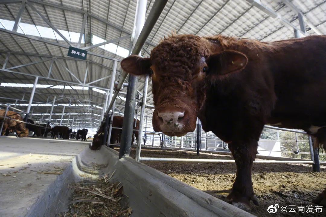 云南畜牧业实现全产业链提质增效