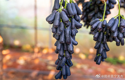 昆明晋宁发布