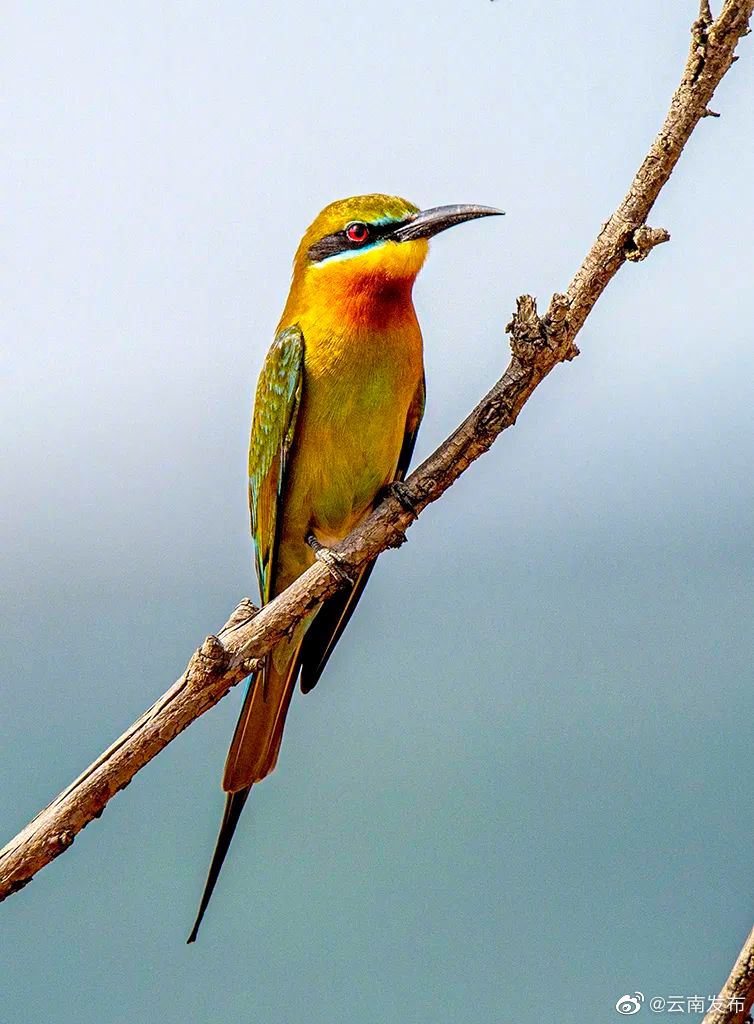 “云南发布”微博