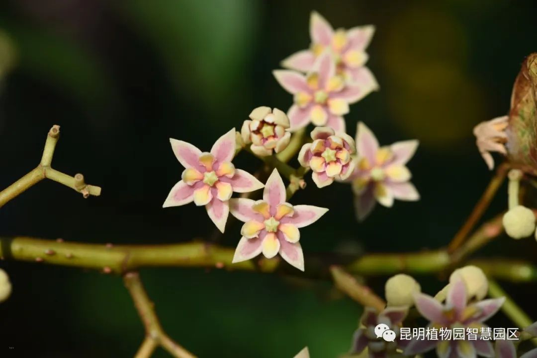 昆明植物园