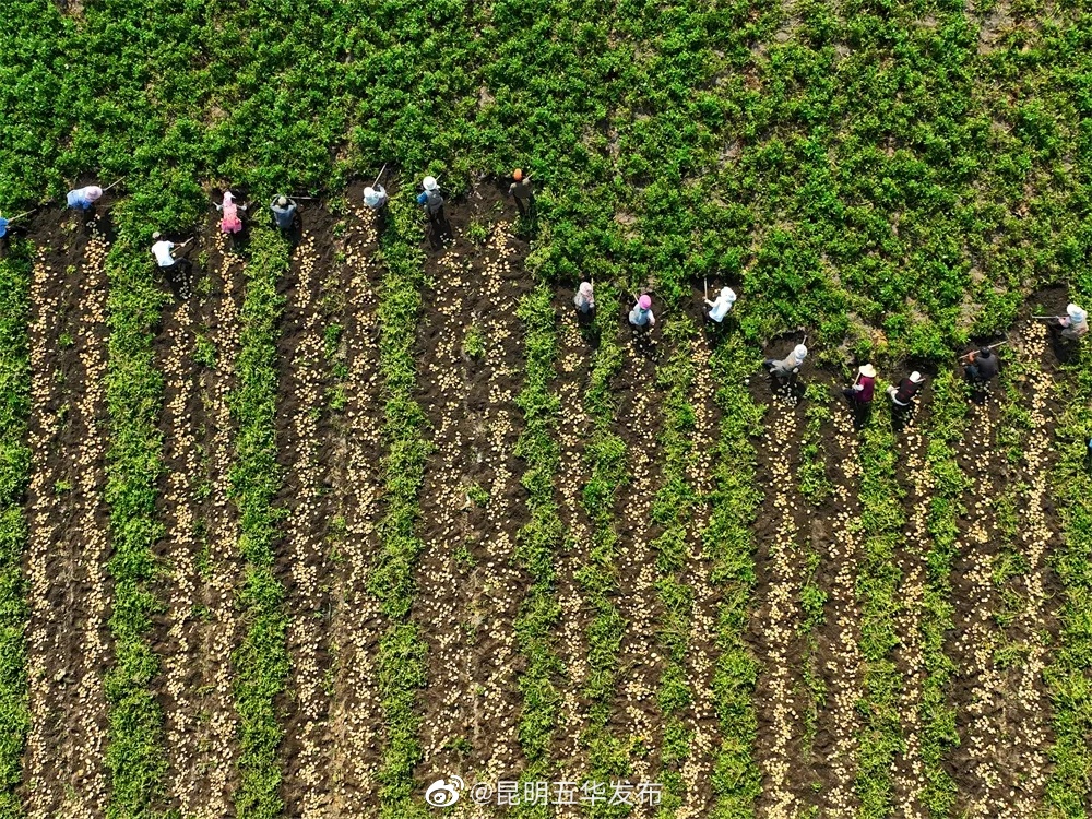 “昆明五华发布”微博