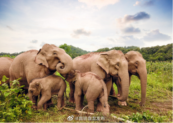 昆明盘龙发布
