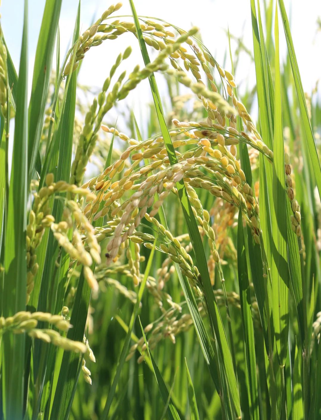 昆明阳宗海风景名胜区