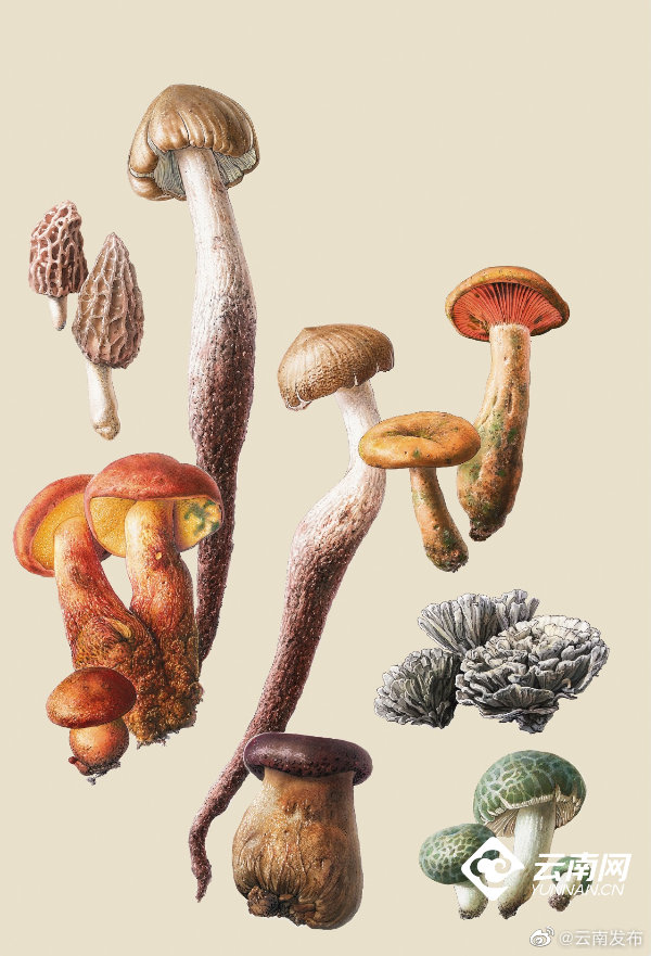 “云南发布”微博