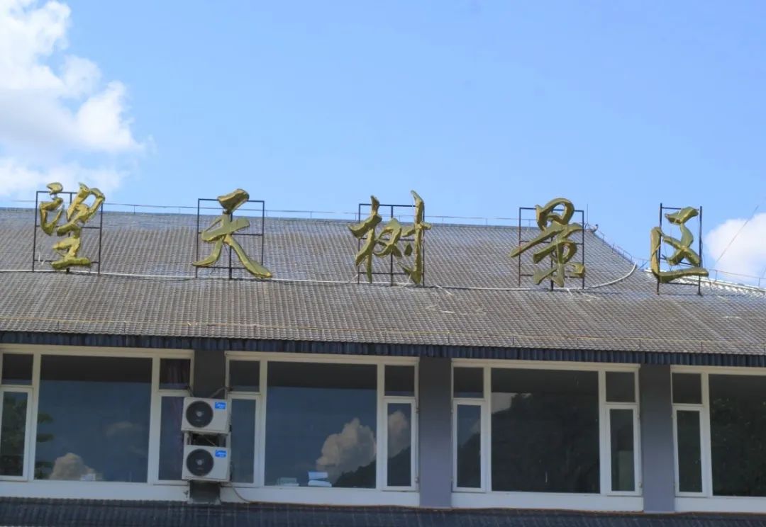 西双版纳望天树景区