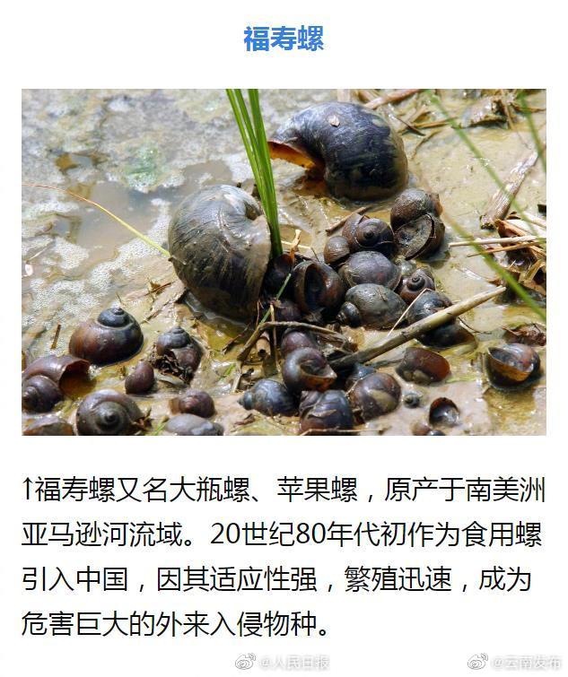 “云南发布”微博