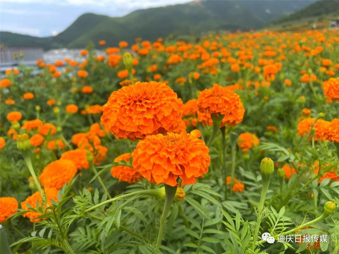 迪庆日报传媒