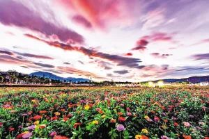 昆明市农业农村局