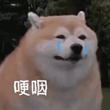 呈贡发布