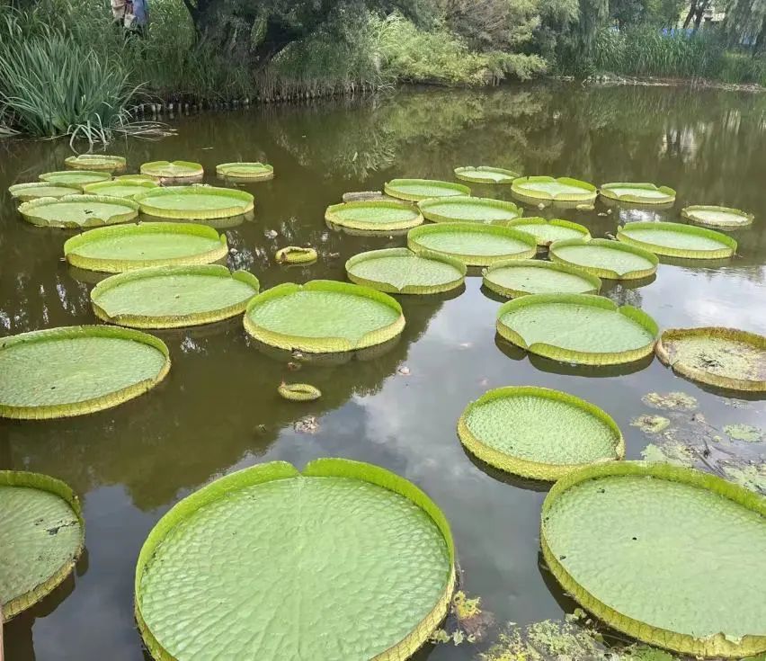 大观楼