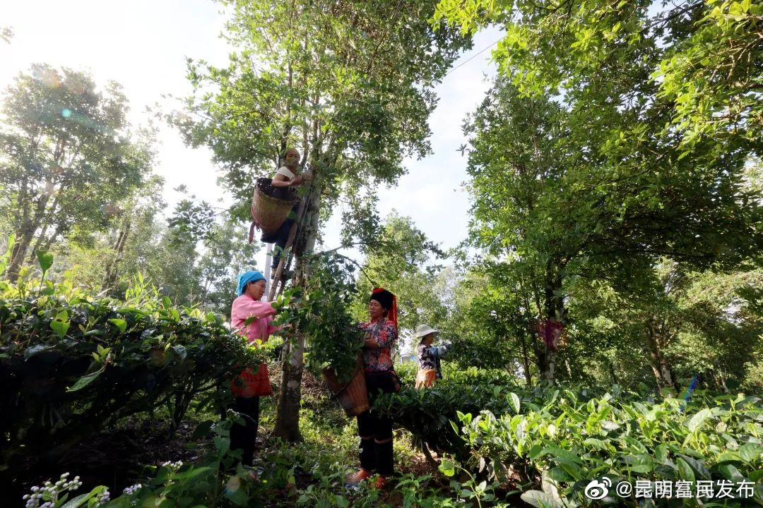 “昆明富民发布”微博