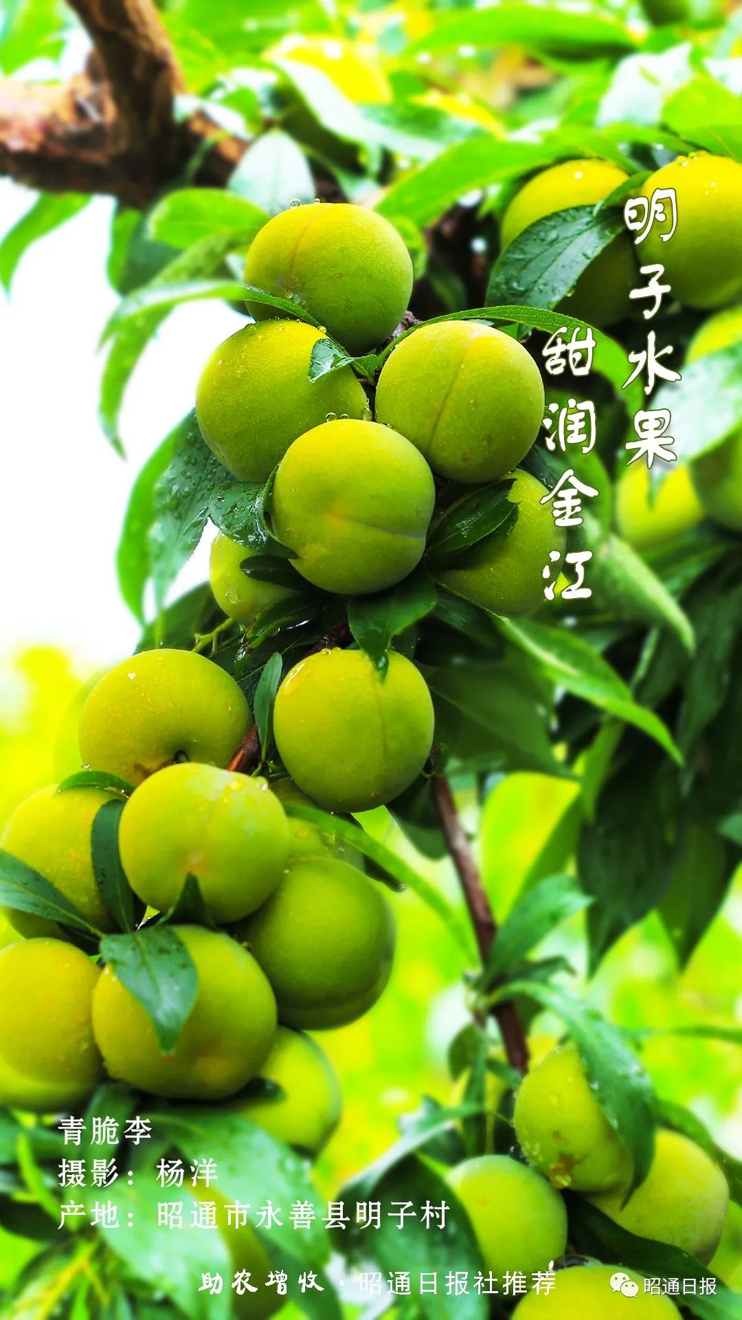 昭通日报
