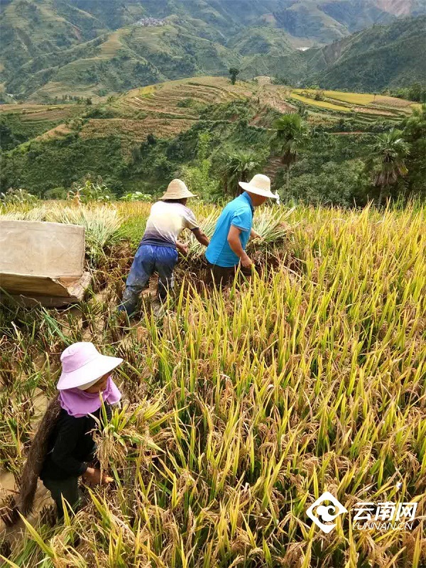 云南省文化和旅游厅