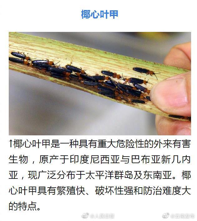 “云南发布”微博