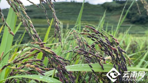 云南省文化和旅游厅