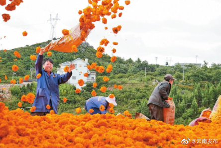 文山万寿菊迎来丰收季