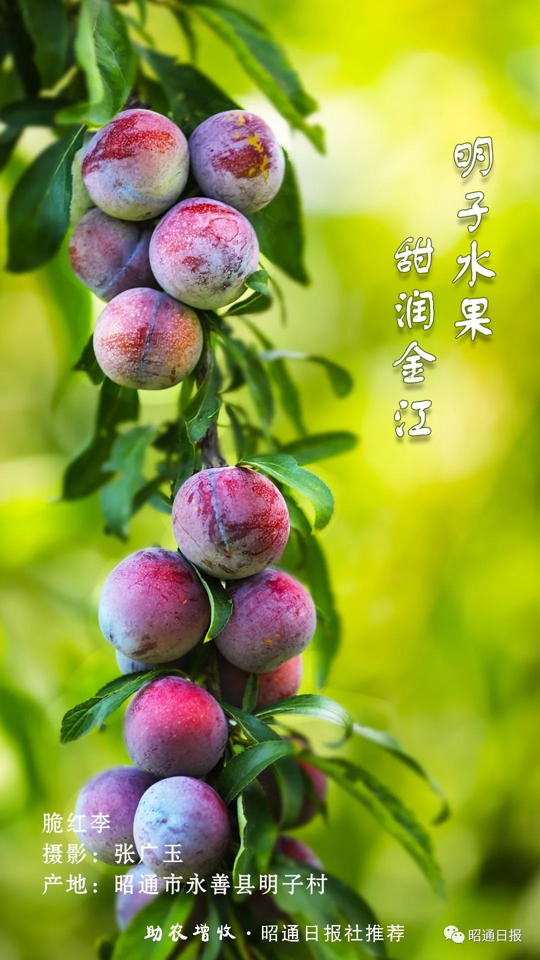 昭通日报