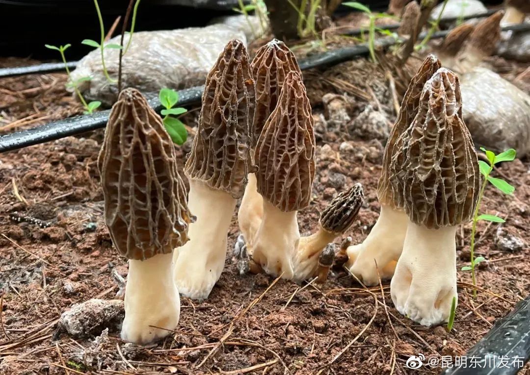 东川这地产山珍！舌尖美味！！
