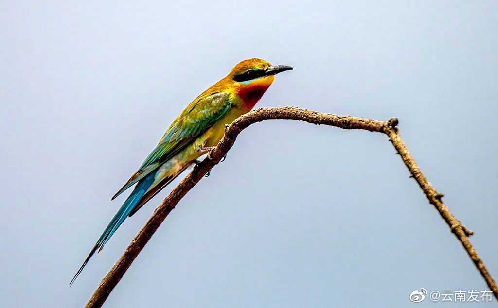 “云南发布”微博