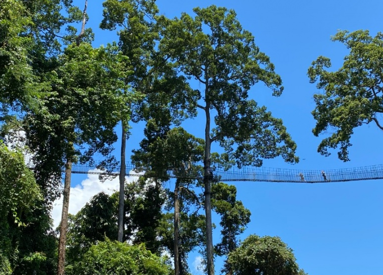 西双版纳望天树景区