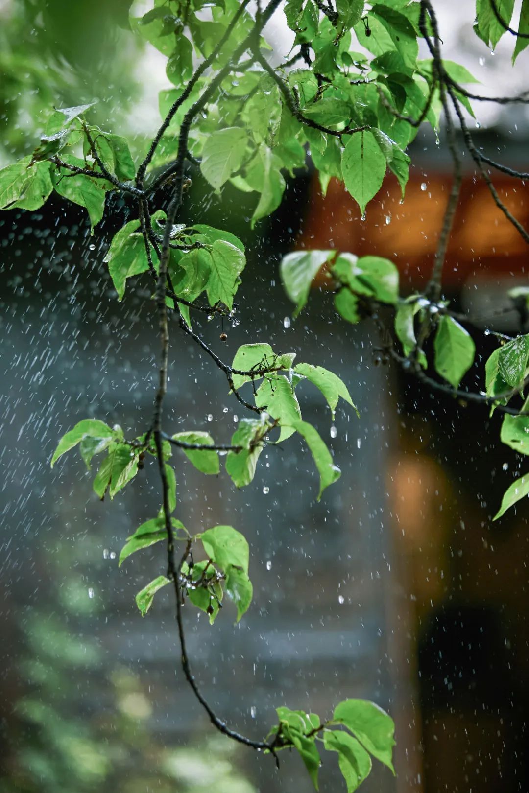 云南省文化和旅游厅