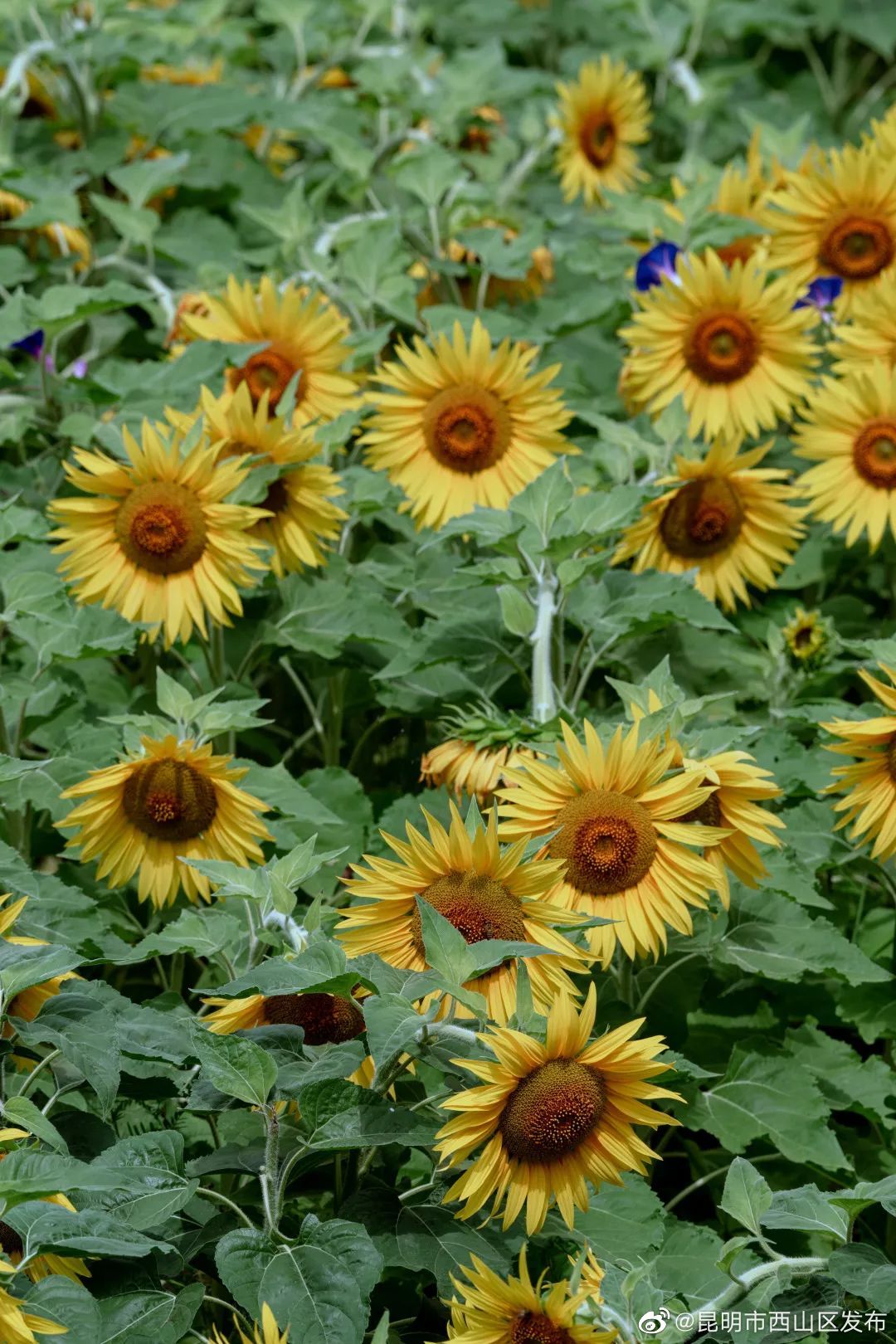 昆明市西山区发布