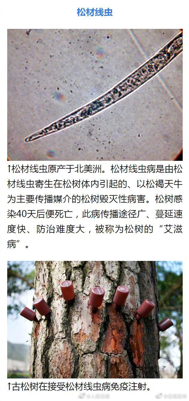 “云南发布”微博