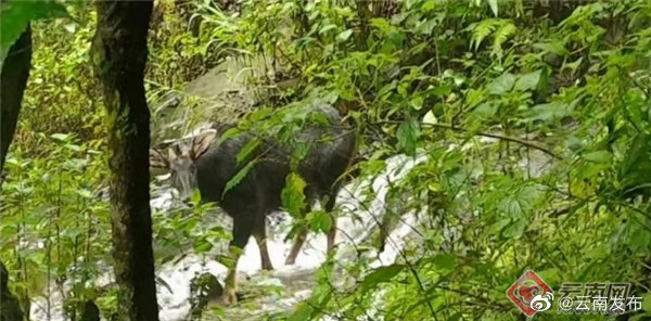 “云南发布”微博