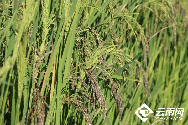 云南省文化和旅游厅