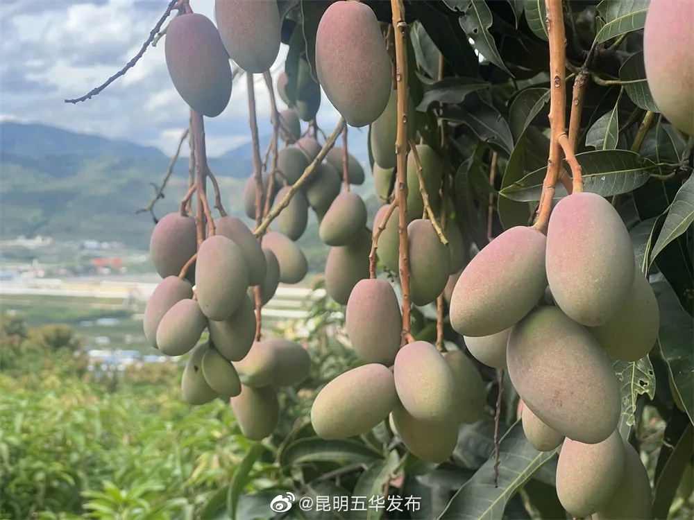 “昆明五华发布”微博