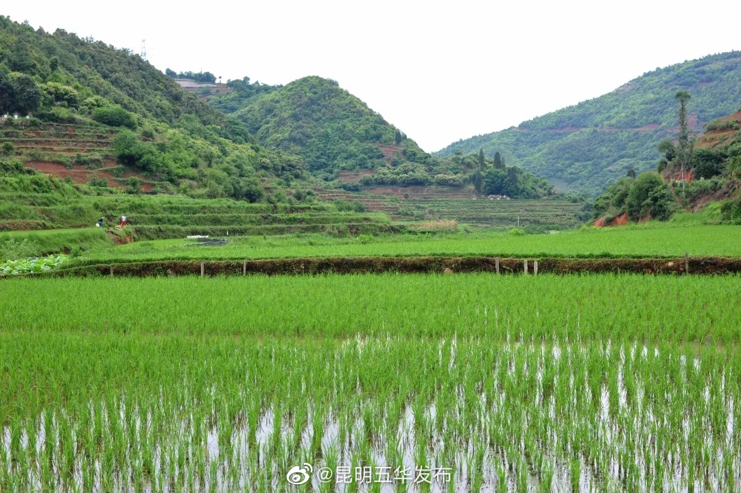 “昆明五华发布”微博