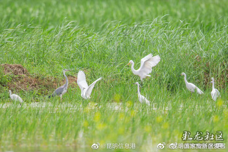 昆明国家高新区发布