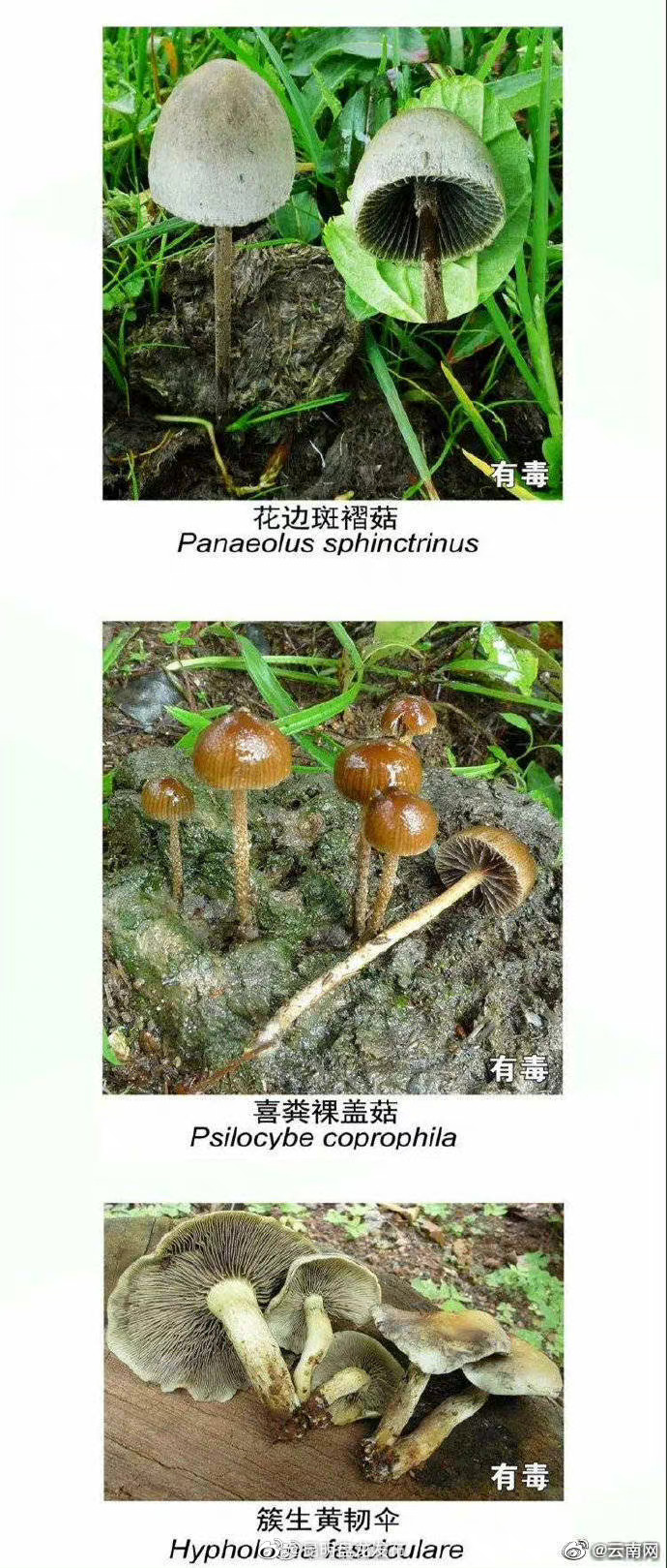 昆明盘龙发布
