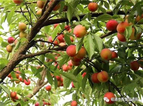 昭通日报