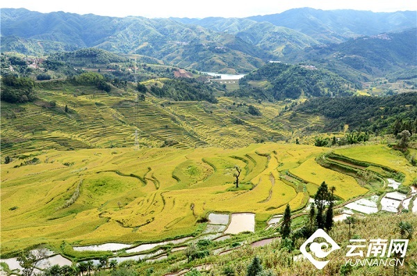 云南省文化和旅游厅