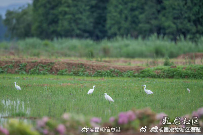 昆明国家高新区发布
