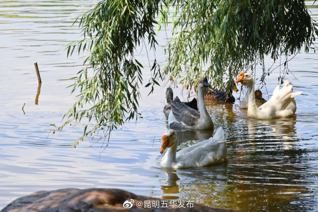 “昆明五华发布”微博