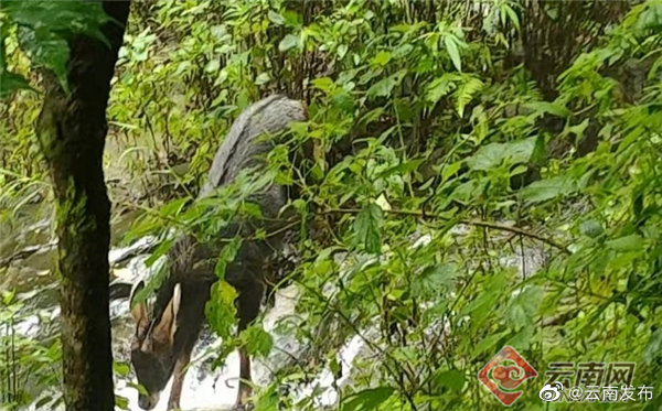 “云南发布”微博