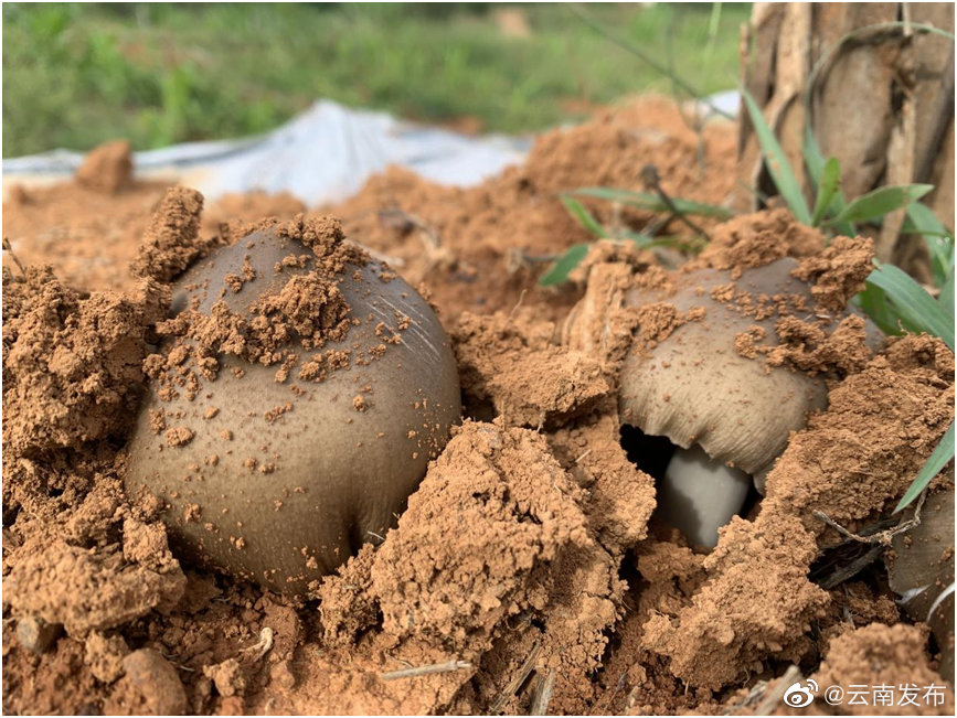 “云南发布”微博