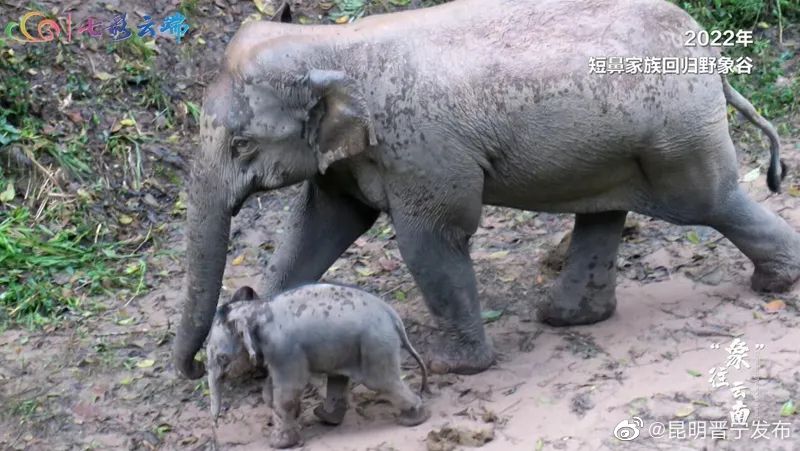 “象”往云南 短鼻家族的周年回响丨瞧这一家子，又生娃了！