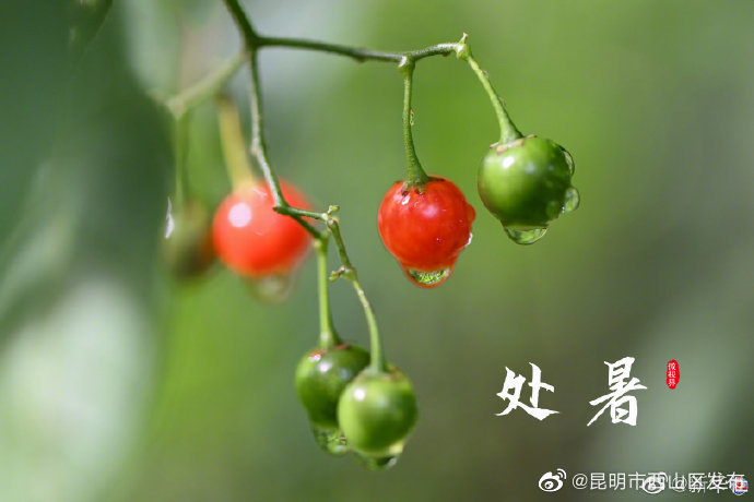 昆明市西山区发布