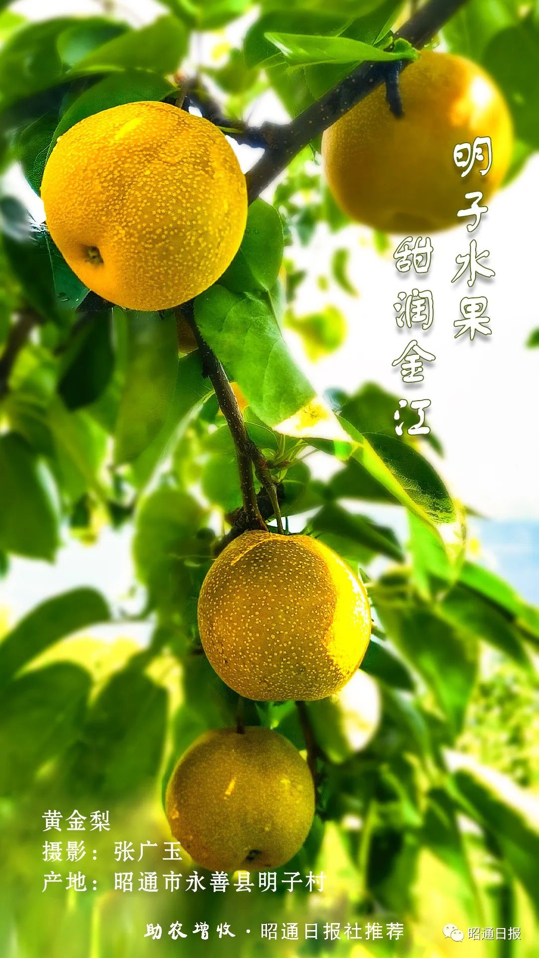 昭通日报