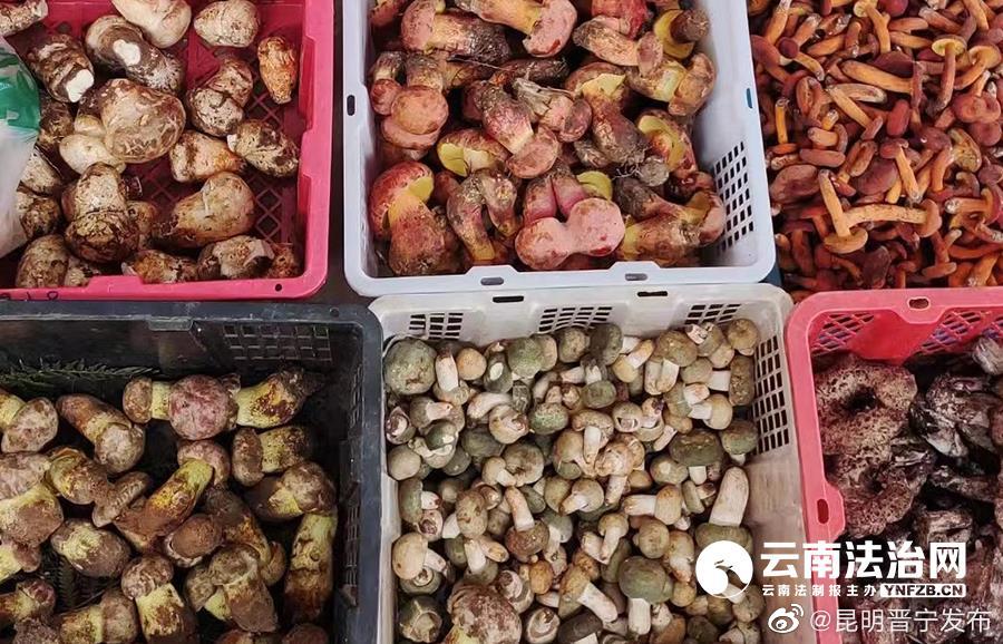 食用野生菌如何防中毒 采购烹饪应注意什么