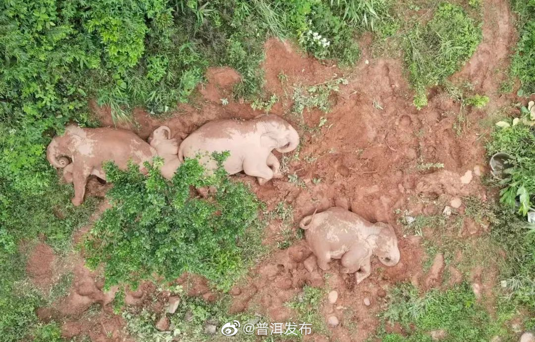守护野生亚洲象，普洱在行动！