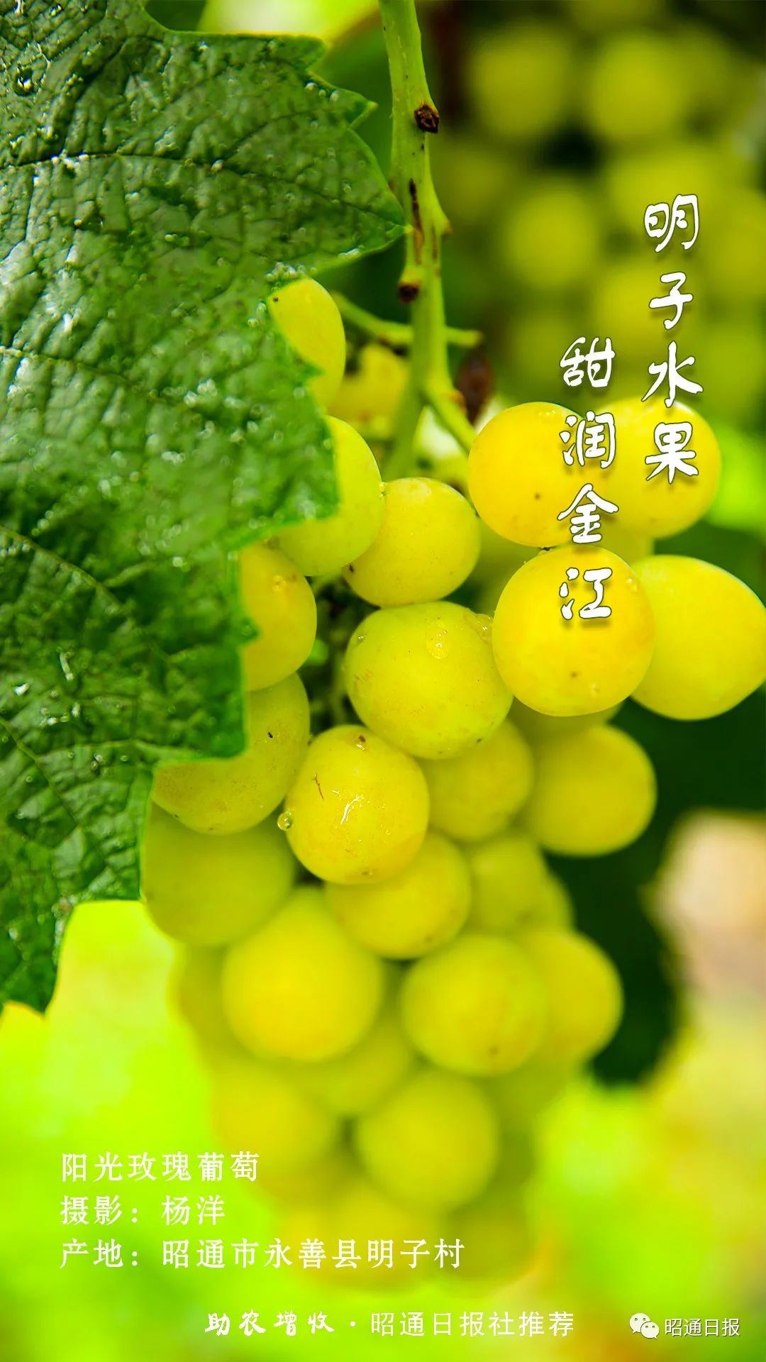 昭通日报