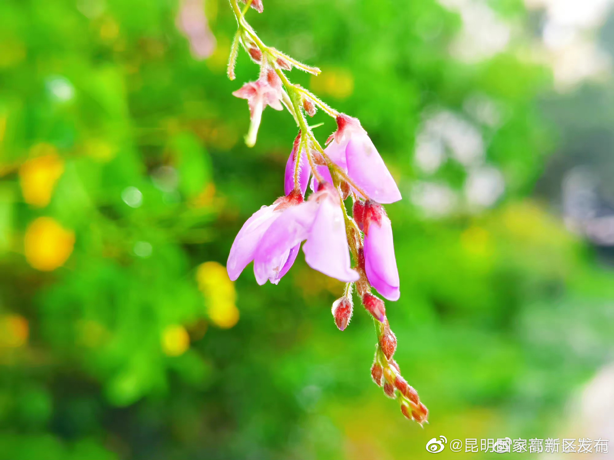 昆明短临天气预报